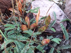 Calliandra humilis