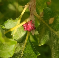 Andricus grossulariae