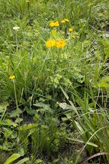Berkheya setifera