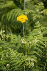 Berkheya setifera