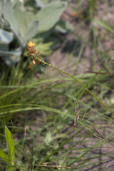 Bulbine asphodeloides