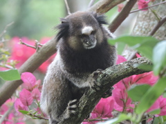 Callithrix penicillata