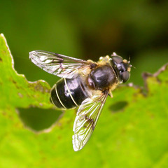 Eristalis rupium