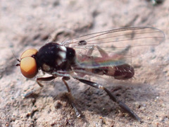 Callomyia dives