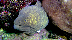 Gymnothorax flavimarginatus