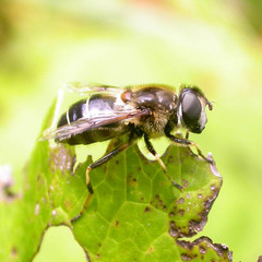 Eristalis rupium