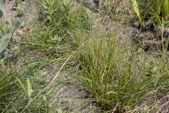 Bulbine asphodeloides