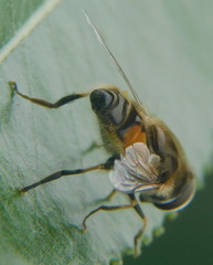 Eristalis