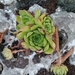 Russian Houseleek - Photo (c) nikita_2002, some rights reserved (CC BY-NC), uploaded by nikita_2002