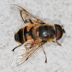 Eristalis similis