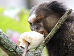 Callithrix penicillata