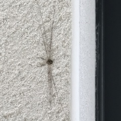 Dicranopalpus
