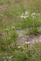 Callilepis laureola
