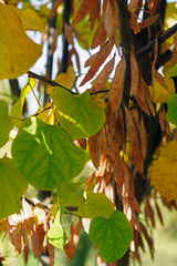 Magnoliopsida