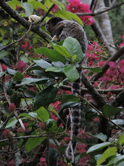 Callithrix penicillata