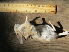 Peromyscus californicus