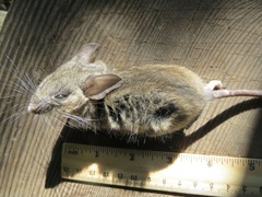 Peromyscus californicus