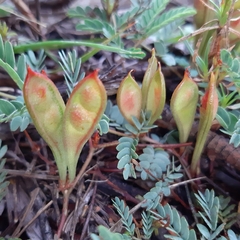 Calliandra humilis