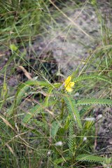 Chamaecrista comosa comosa