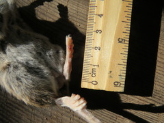 Peromyscus californicus