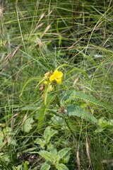 Chamaecrista comosa comosa
