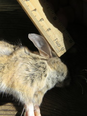 Peromyscus californicus