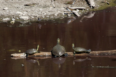Trachemys hartwegi