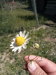 Matricaria chamomilla