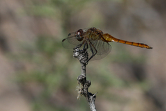 Brachymesia