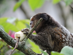 Callithrix penicillata