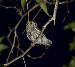 Micrathene whitneyi