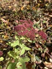 Hylotelephium spectabile