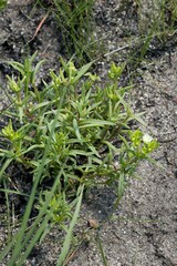 Delosperma lineare