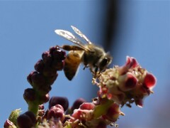 Apis mellifera scutellata