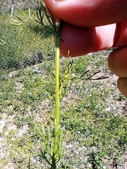 Matricaria chamomilla