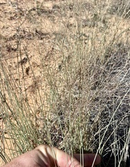 Muhlenbergia