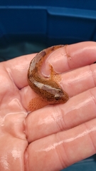 Cottus