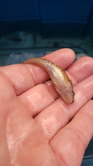 Cottus