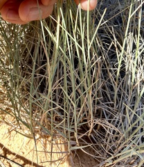 Muhlenbergia