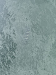 Archosargus probatocephalus