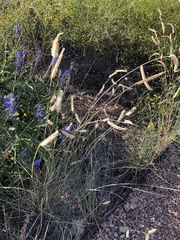 Bouteloua gracilis