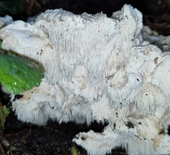 Hericium cirrhatum