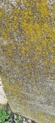 Flavoplaca citrina