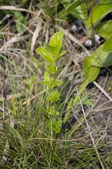 Eriosemopsis subanisophylla