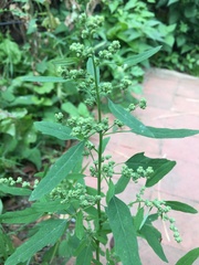 Chenopodium