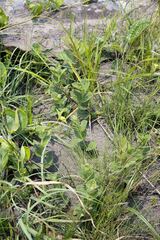 Eriosemopsis subanisophylla