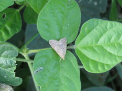 Crambidae