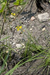 Eriospermum mackenii