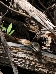 Philodryas chamissonis