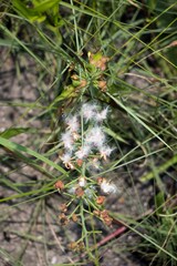 Eriospermum mackenii